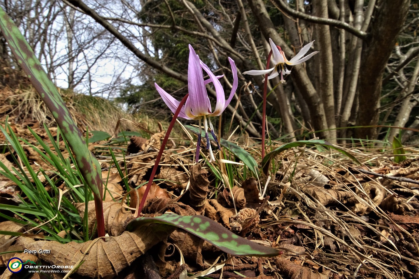 51 Salendo in Molinasco fiore Dente di cane ( Erythronium dens-canis).JPG